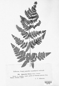 Mycosphaerella filicum image